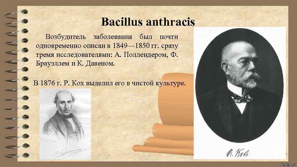Bacillus anthracis Возбудитель заболевания был почти одновременно описан в 1849— 1850 гг. сразу тремя