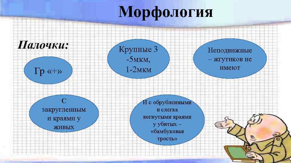 Морфология Палочки: Гр «+» С закругленным и краями у живых Крупные 3 -5 мкм,