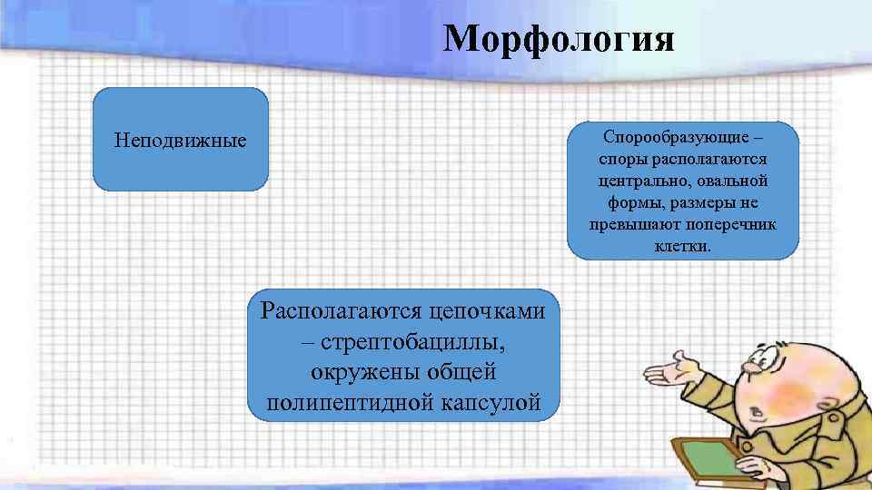 Морфология Спорообразующие – споры располагаются центрально, овальной формы, размеры не превышают поперечник клетки. Неподвижные