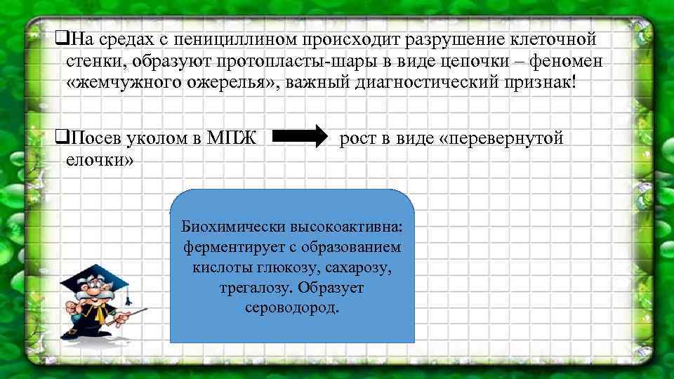 q. На средах с пенициллином происходит разрушение клеточной стенки, образуют протопласты-шары в виде цепочки