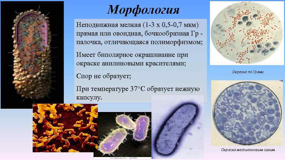 Морфология Неподвижная мелкая (1 -3 х 0, 5 -0, 7 мкм) прямая или овоидная,