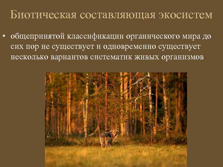 Биотическая составляющая экосистем • общепринятой классификации органического мира до сих пор не существует и