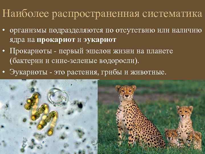 Наиболее распространенная систематика • организмы подразделяются по отсутствию или наличию ядра на прокариот и