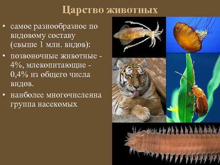 Царство животных • самое разнообразное по видовому составу (свыше 1 млн. видов): • позвоночные