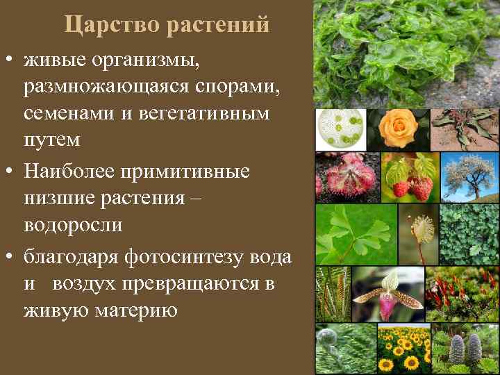 Царство растений • живые организмы, размножающаяся спорами, семенами и вегетативным путем • Наиболее примитивные