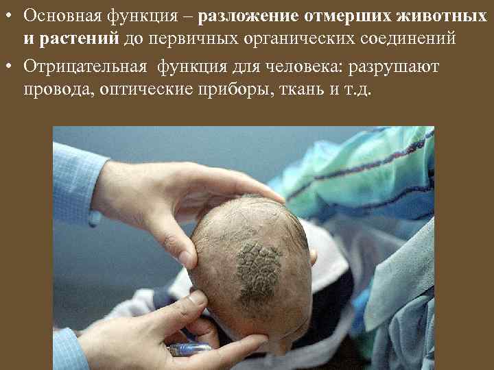  • Основная функция – разложение отмерших животных и растений до первичных органических соединений