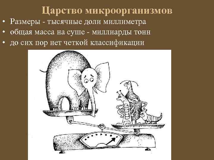Царство микроорганизмов • Размеры - тысячные доли миллиметра • общая масса на суше -