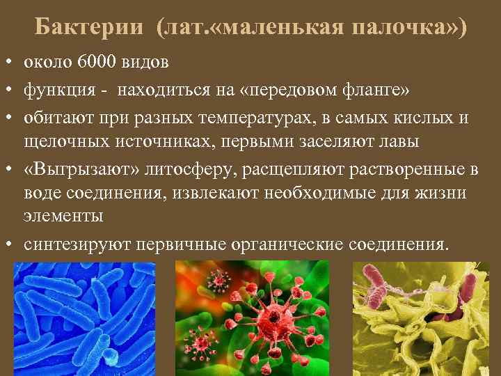 Бактерии (лат. «маленькая палочка» ) • около 6000 видов • функция - находиться на