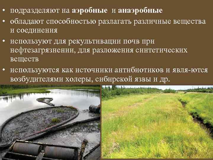  • подразделяют на аэробные и анаэробные • обладают способностью разлагать различные вещества и