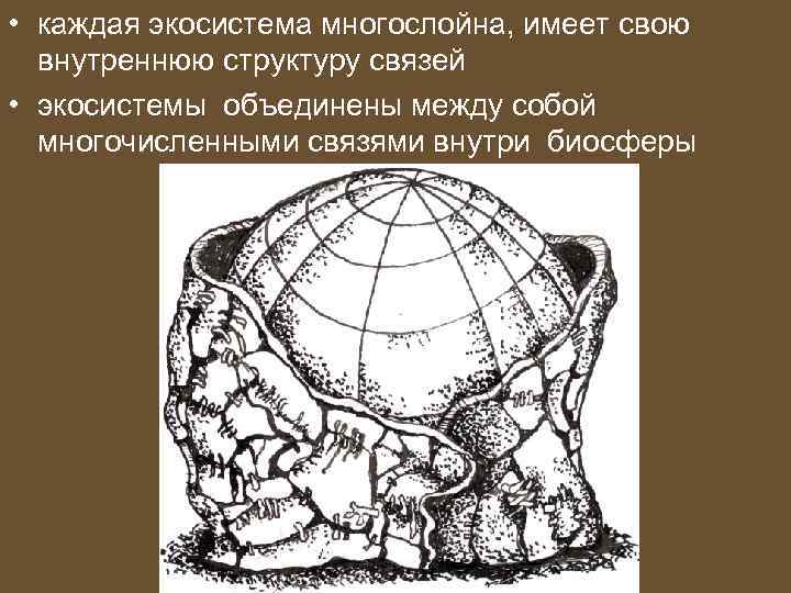  • каждая экосистема многослойна, имеет свою внутреннюю структуру связей • экосистемы объединены между