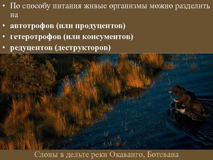  • По способу питания живые организмы можно разделить на • автотрофов (или продуцентов)