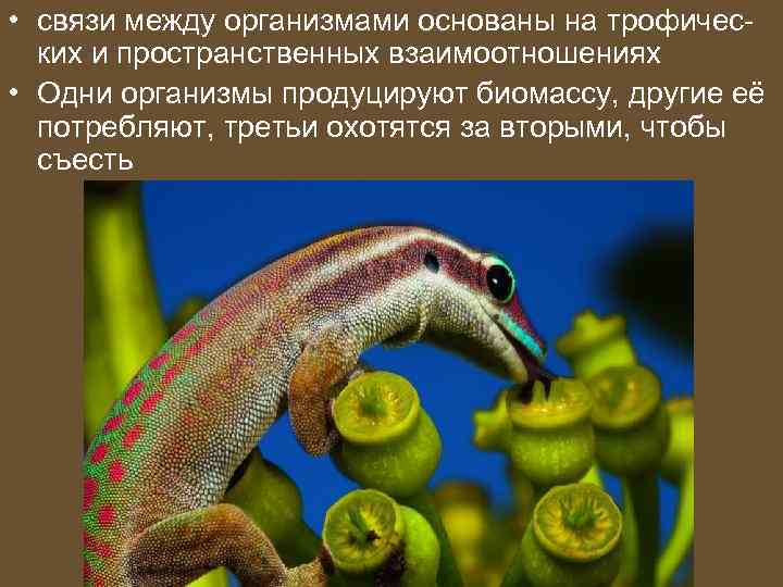  • связи между организмами основаны на трофических и пространственных взаимоотношениях • Одни организмы