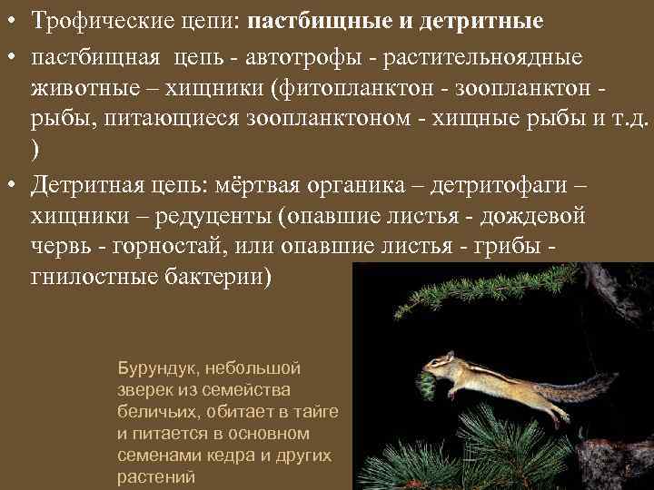 На рисунке показана пищевая цепь которая является детритной пастбищной автотрофной паразитарной