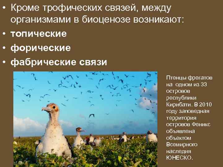 • Кроме трофических связей, между организмами в биоценозе возникают: • топические • форические