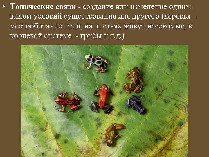  • Топические связи - создание или изменение одним видом условий существования для другого