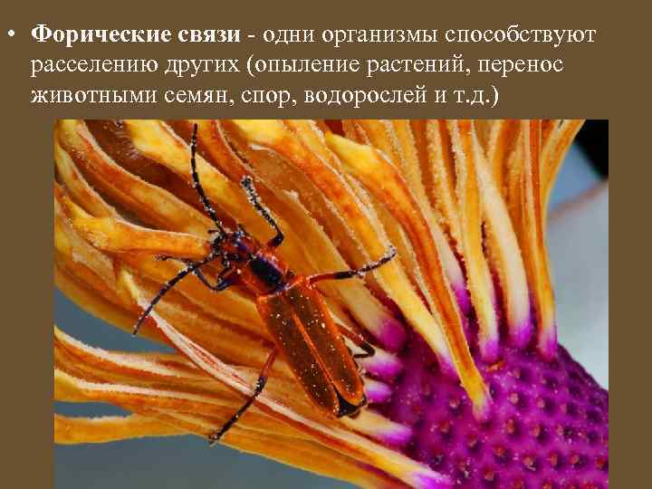  • Форические связи - одни организмы способствуют расселению других (опыление растений, перенос животными