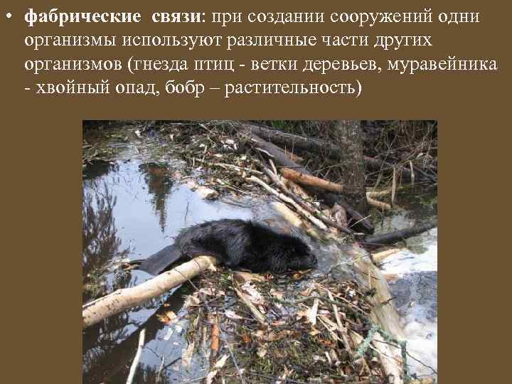  • фабрические связи: при создании сооружений одни организмы используют различные части других организмов