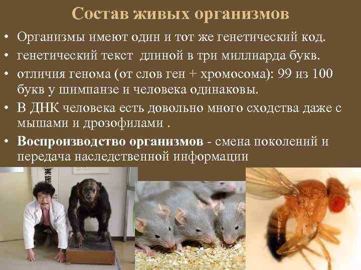 Состав живых организмов • Организмы имеют один и тот же генетический код. • генетический