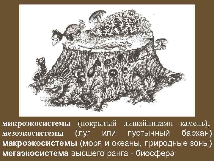 микроэкосистемы (покрытый лишайниками камень), мезоэкосистемы (луг или пустынный бархан) макроэкосистемы (моря и океаны, природные