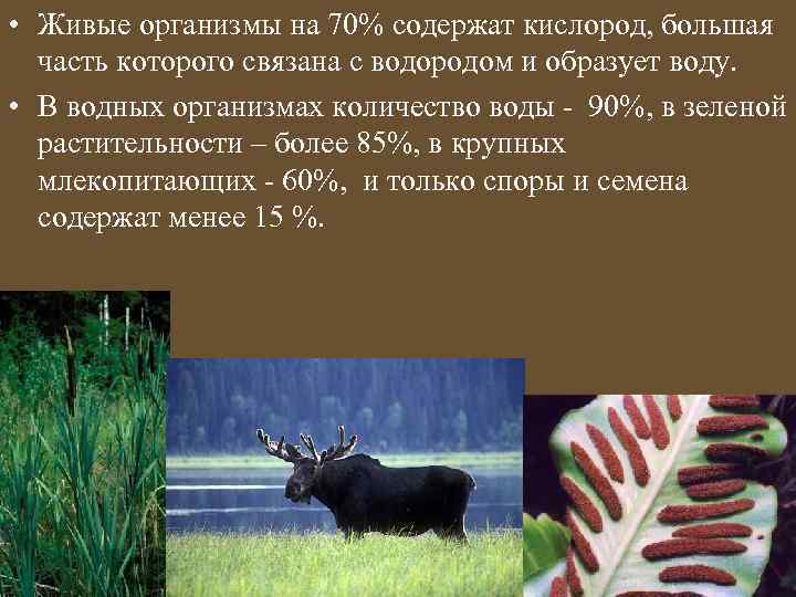  • Живые организмы на 70% содержат кислород, большая часть которого связана с водородом