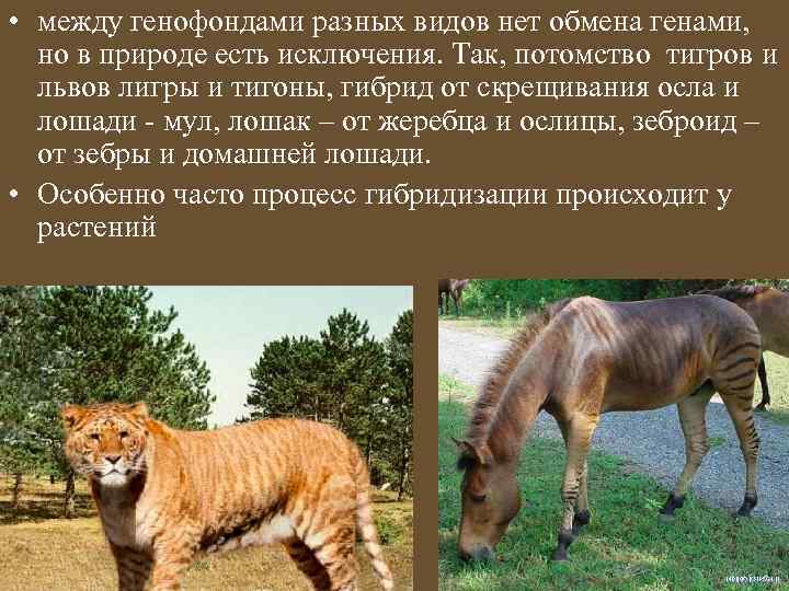  • между генофондами разных видов нет обмена генами, но в природе есть исключения.