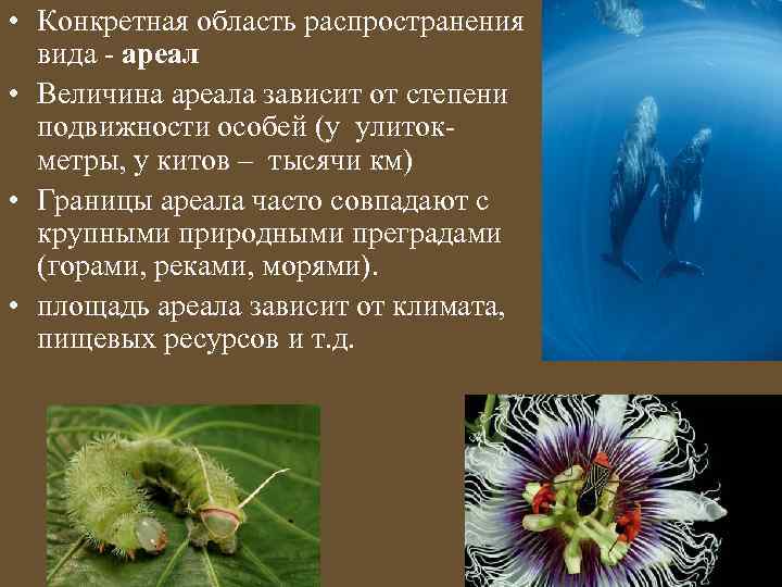  • Конкретная область распространения вида - ареал • Величина ареала зависит от степени
