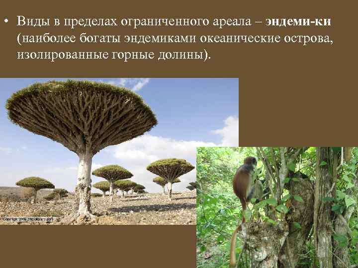  • Виды в пределах ограниченного ареала – эндеми-ки (наиболее богаты эндемиками океанические острова,