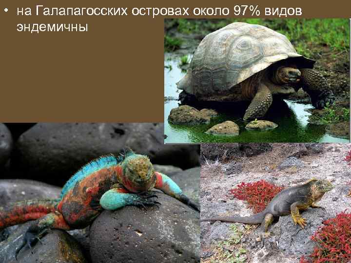  • на Галапагосских островах около 97% видов эндемичны 