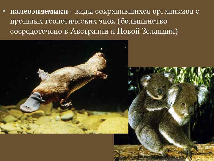  • палеоэндемики - виды сохранившихся организмов с прошлых геологических эпох (большинство сосредоточено в