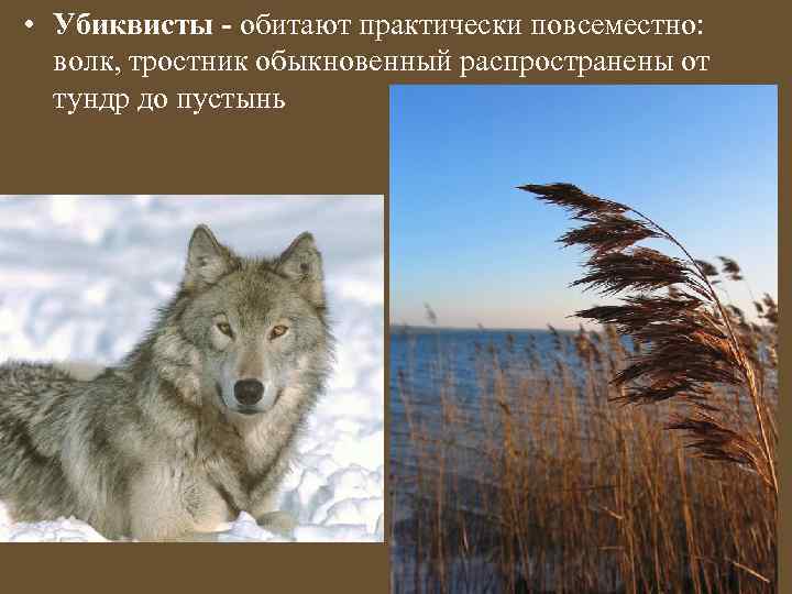  • Убиквисты - обитают практически повсеместно: волк, тростник обыкновенный распространены от тундр до