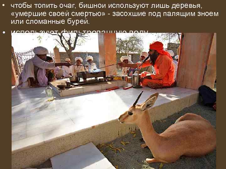  • чтобы топить очаг, бишнои используют лишь деревья, «умершие своей смертью» - засохшие