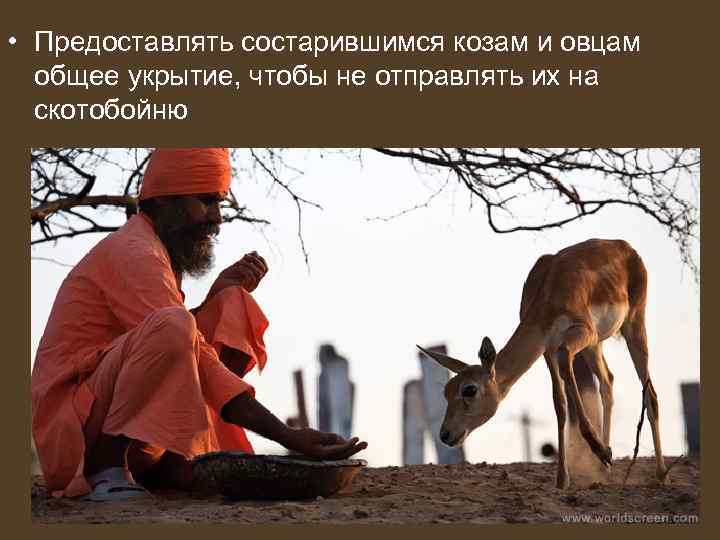  • Предоставлять состарившимся козам и овцам общее укрытие, чтобы не отправлять их на