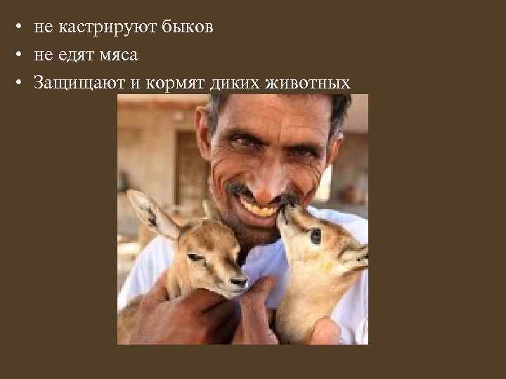  • не кастрируют быков • не едят мяса • Защищают и кормят диких