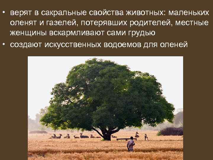  • верят в сакральные свойства животных: маленьких оленят и газелей, потерявших родителей, местные