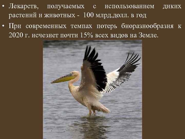  • Лекарств, получаемых с использованием диких растений и животных - 100 млрд. долл.