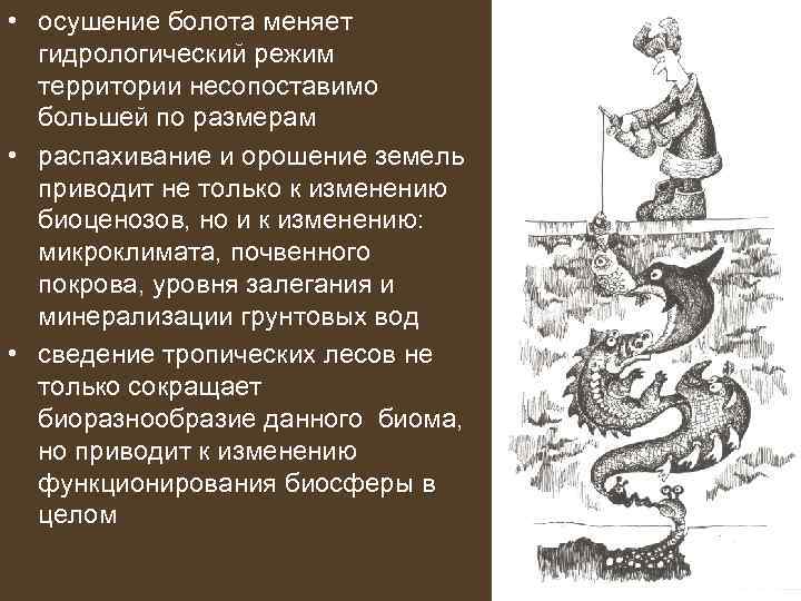  • осушение болота меняет гидрологический режим территории несопоставимо большей по размерам • распахивание