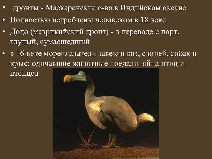  • дронты - Маскаренские о-ва в Индийском океане • Полностью истреблены человеком в