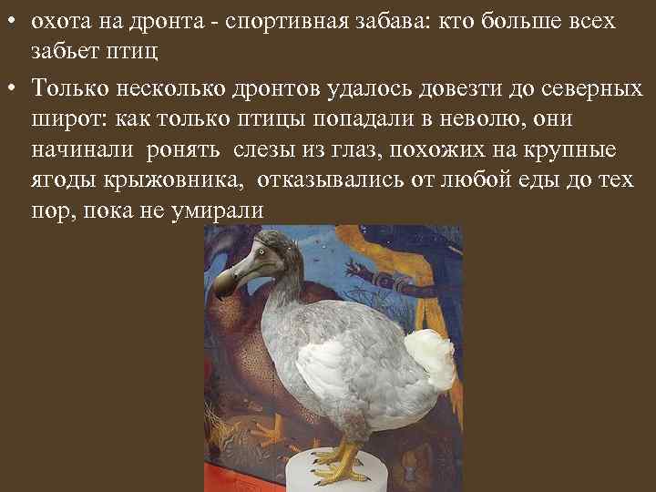  • охота на дронта - спортивная забава: кто больше всех забьет птиц •