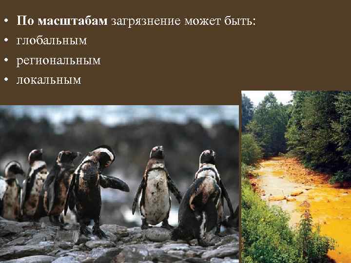  • • По масштабам загрязнение может быть: глобальным региональным локальным 