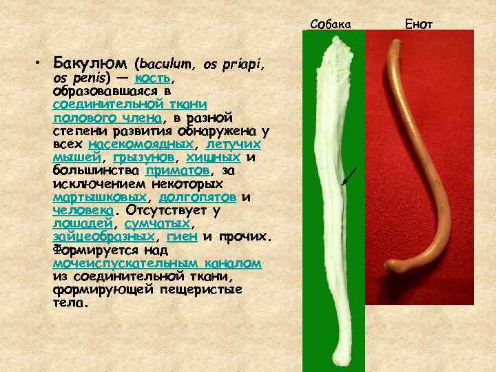 Собака • Бакулюм (baculum, os priapi, os penis) — кость, образовавшаяся в соединительной ткани