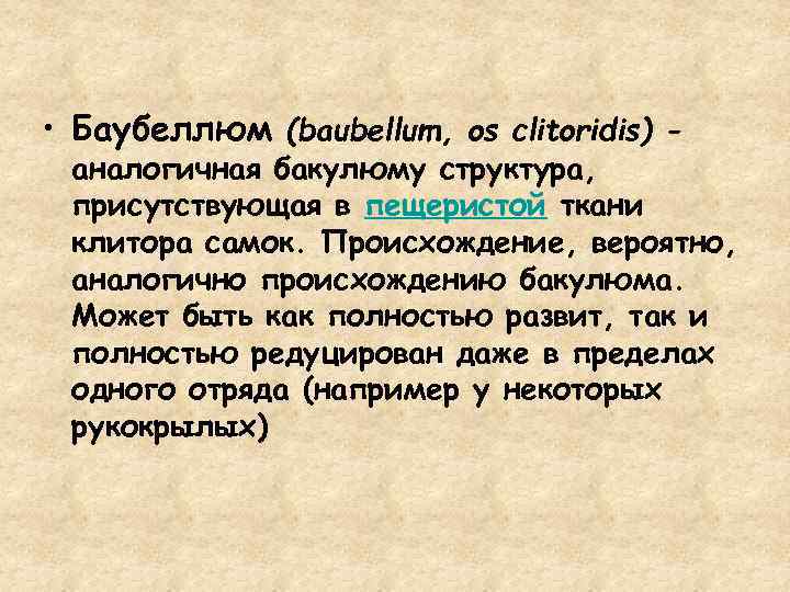  • Баубеллюм (baubellum, os clitoridis) - аналогичная бакулюму структура, присутствующая в пещеристой ткани