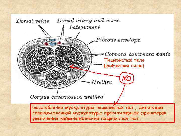 Пещеристые тела (фиброзная ткань) расслабление мускулатуры пещеристых тел , дилатация гладкомышечной мускулатуры прекапилярных сфинктеров