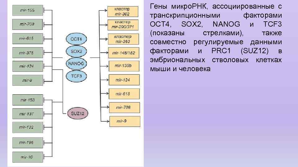 Гены микро. РНК, ассоциированные с транскрипционными факторами OCT 4, SOX 2, NANOG и TCF