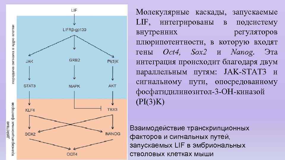 Молекулярные каскады, запускаемые LIF, интегрированы в подсистему внутренних регуляторов плюрипотентности, в которую входят гены