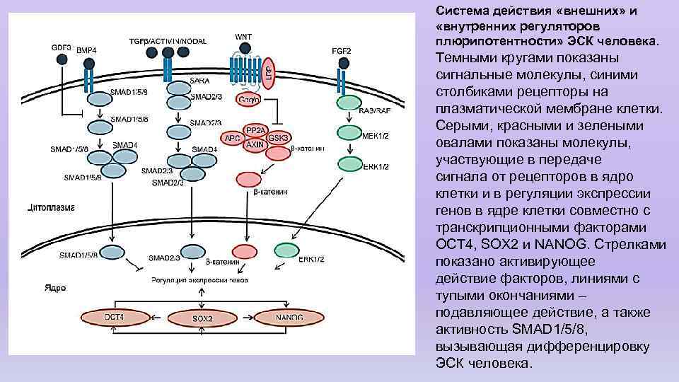 Система действия «внешних» и «внутренних регуляторов плюрипотентности» ЭСК человека. Темными кругами показаны сигнальные молекулы,