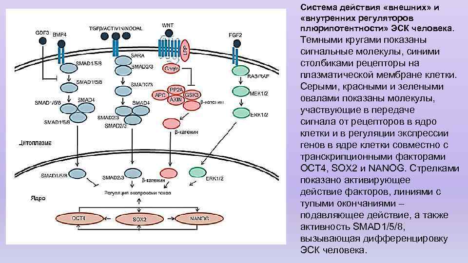 Система действия «внешних» и «внутренних регуляторов плюрипотентности» ЭСК человека. Темными кругами показаны сигнальные молекулы,