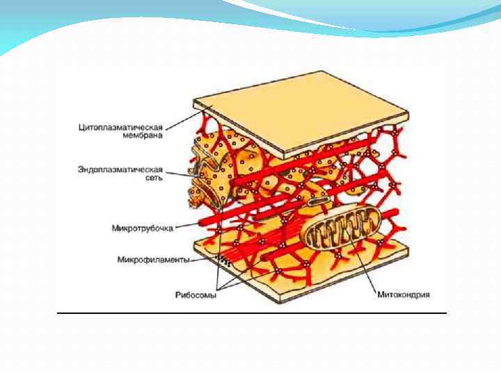 Цитоскелет рисунок