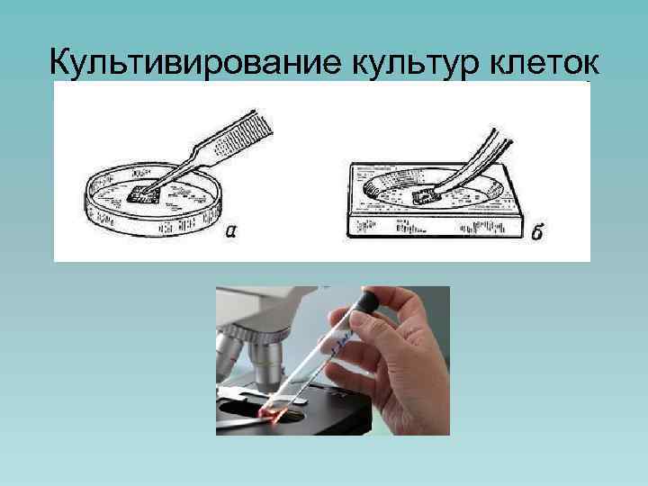 Культивирование культур клеток 