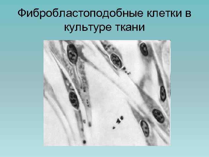 Фибробластоподобные клетки в культуре ткани 