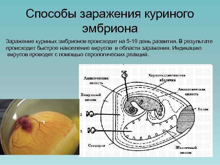 Способы заражения куриного эмбриона Заражение куриных эмбрионов происходит на 5 -19 день развития. В